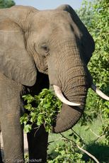Afrikanischer Elefant (87 von 131).jpg